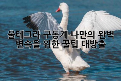 울테그라 구동계, 나만의 완벽 변속을 위한 꿀팁 대방출!
